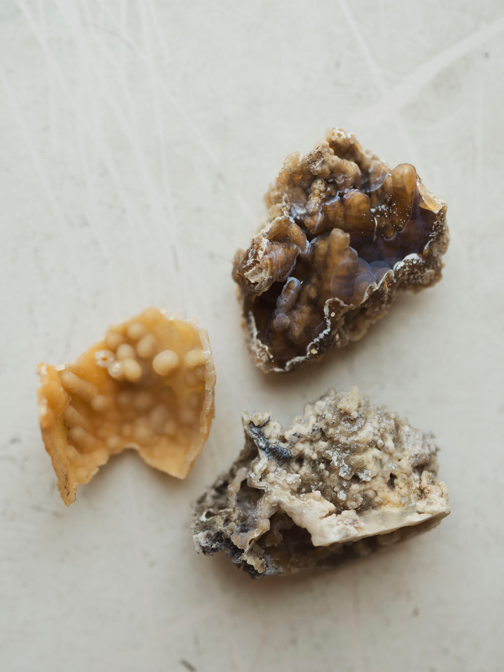 Agatized Coral, RM1911