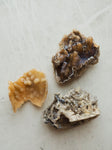 Agatized Coral, RM1911