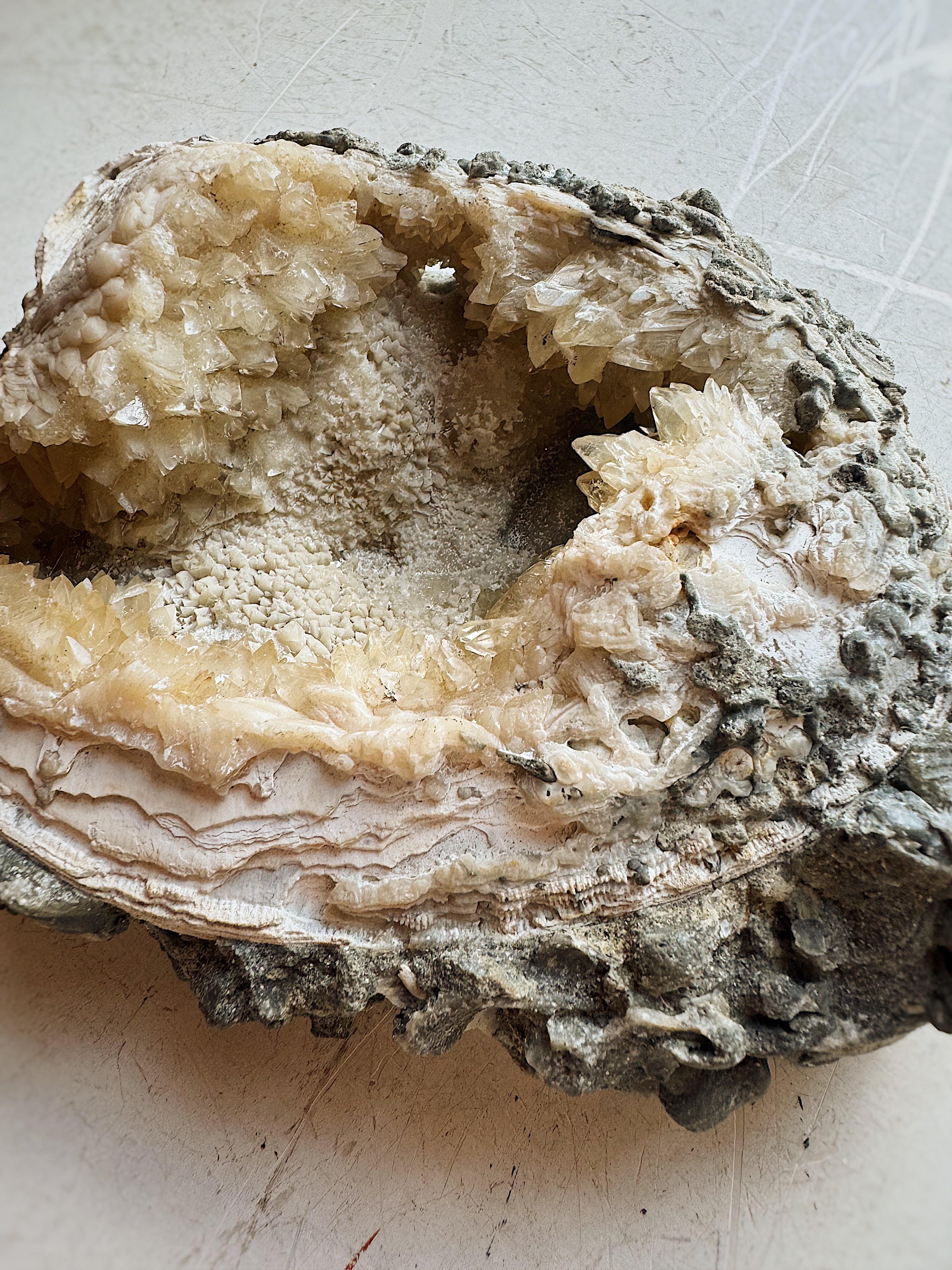 Fossilized Ruck's Pit Clam Shell w/ Dog's Tooth Calcite, RM192