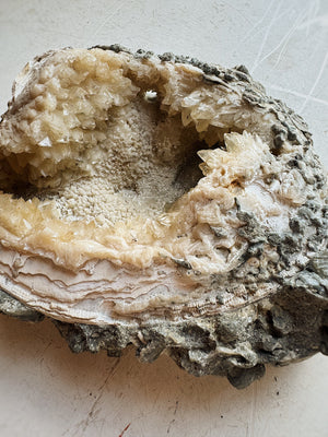 Fossilized Ruck's Pit Clam Shell w/ Dog's Tooth Calcite, RM192
