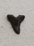 .75" Megalodon Tooth, RM1696