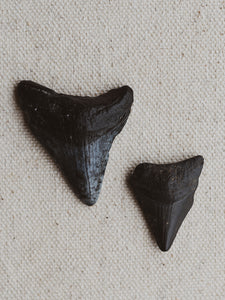 1.25-1.75" Megalodon Tooth, RM1697