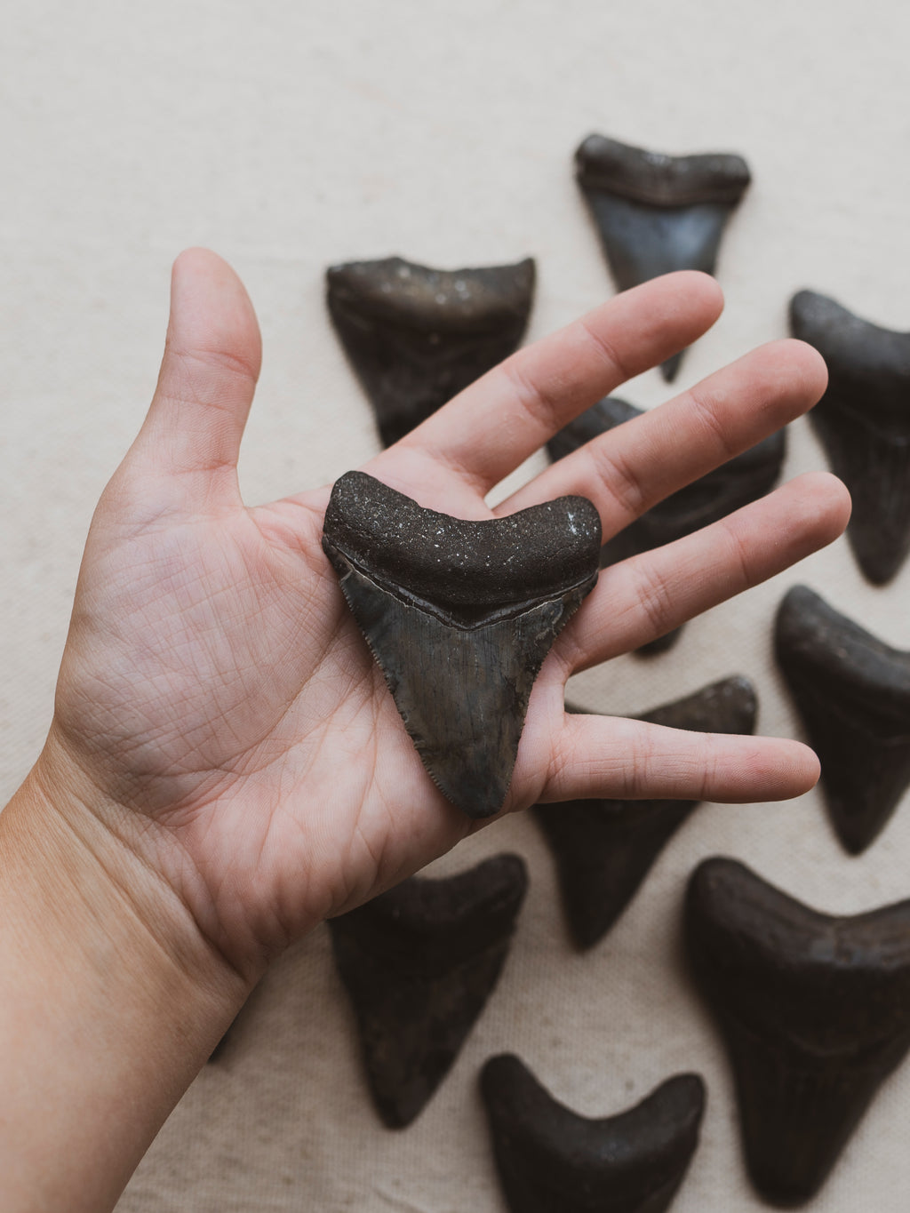 2-2.5" Megalodon Tooth, RM1701