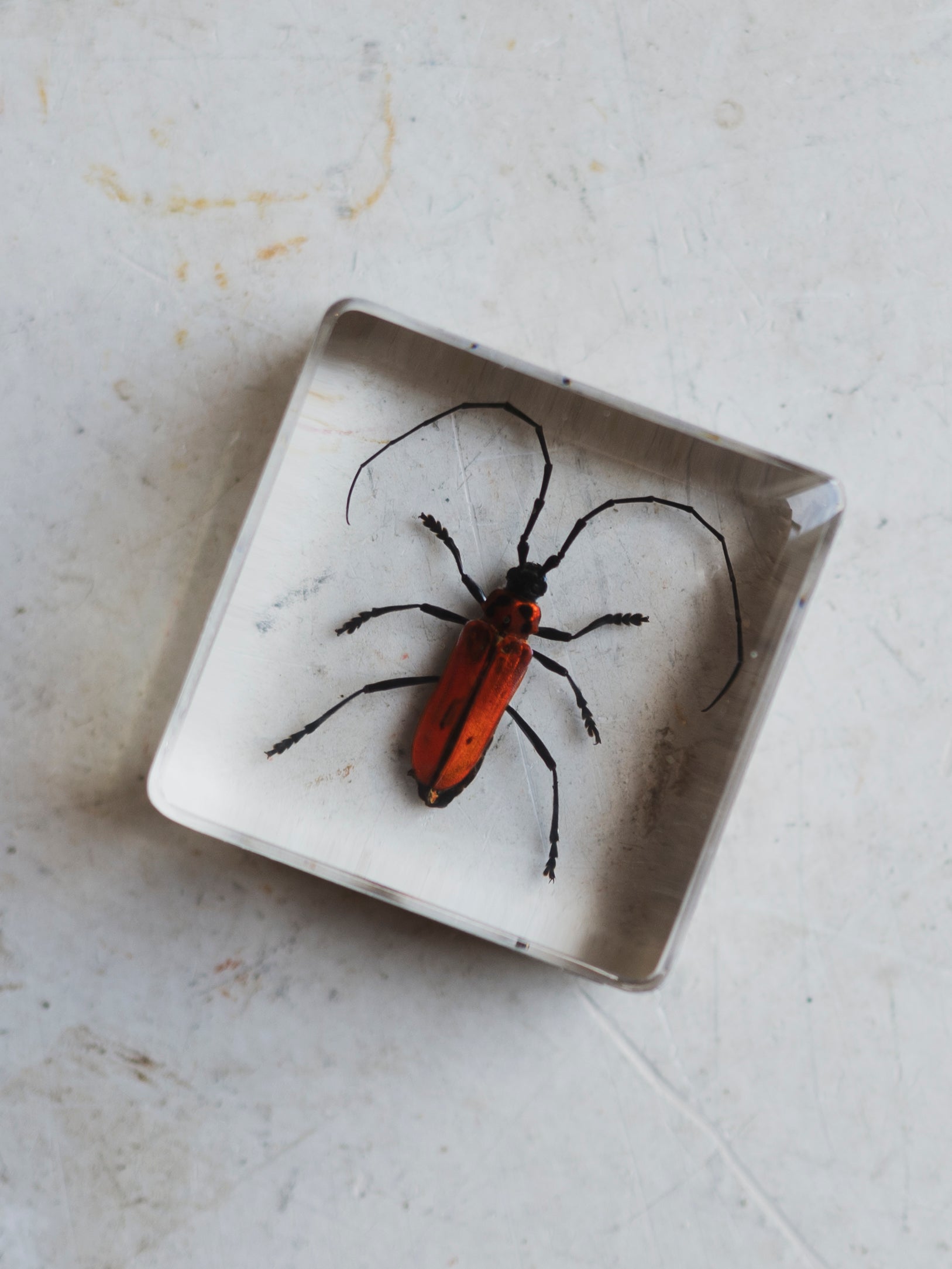 1.5" Red Longhorn Beetle in Acrylic, PS059