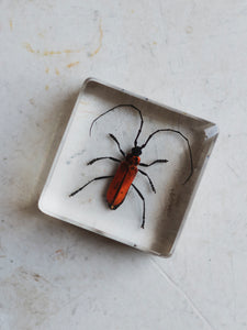 1.5" Red Longhorn Beetle in Acrylic, PS059