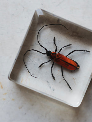 1.5" Red Longhorn Beetle in Acrylic, PS059