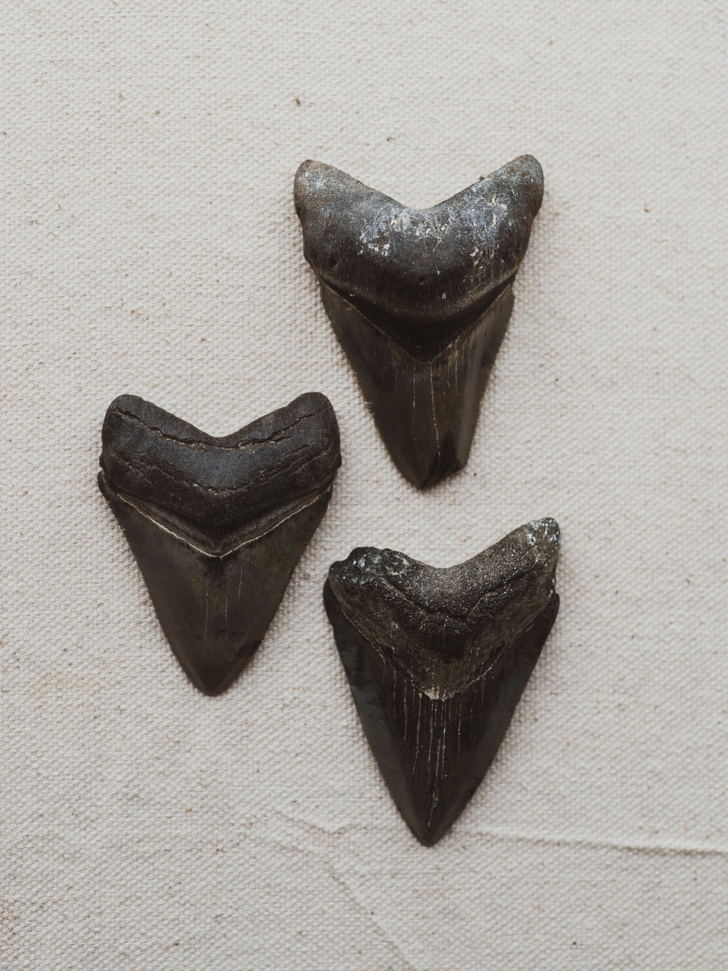 2.75" Megalodon Tooth, RM1699