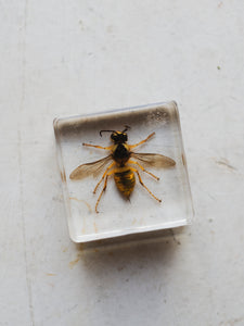 1.5" European Hornet in Acrylic, PS390