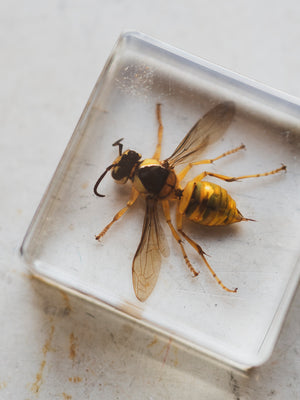 1.5" European Hornet in Acrylic, PS390