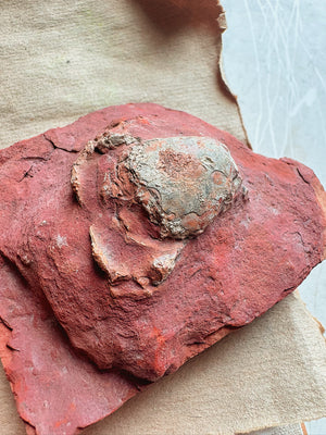 3.75" Fossilized Crab, RM1904