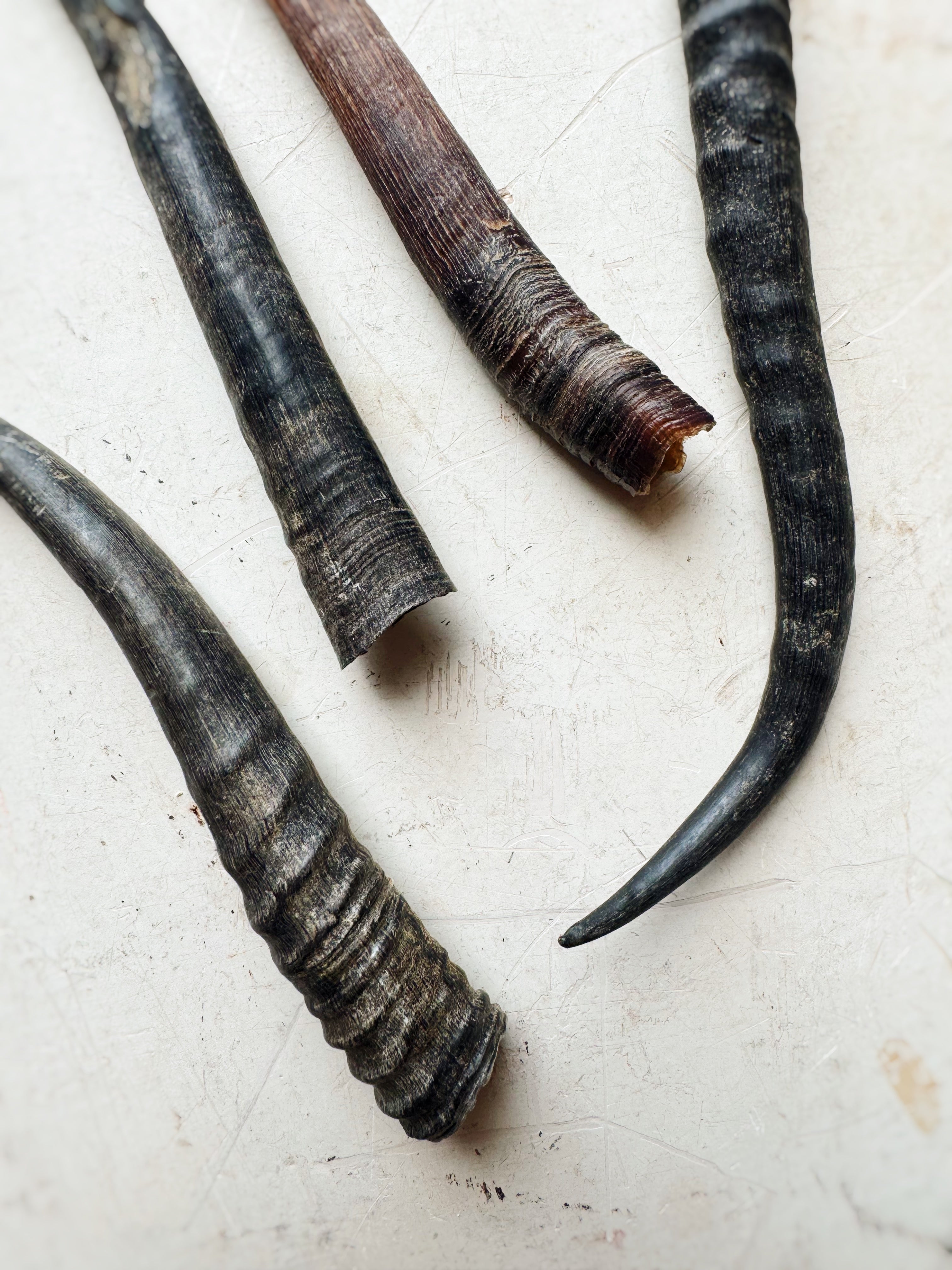 Female Springbok Horn, SB377