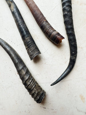 Female Springbok Horn, SB377