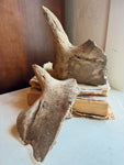 Partial Mineralized Bison Skull Top, SB923
