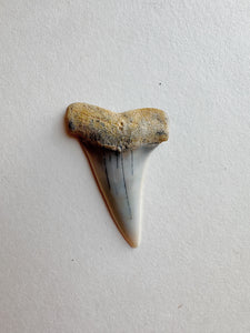1-1.25" Fossilized Bakersfield Mako Shark Tooth, RM159