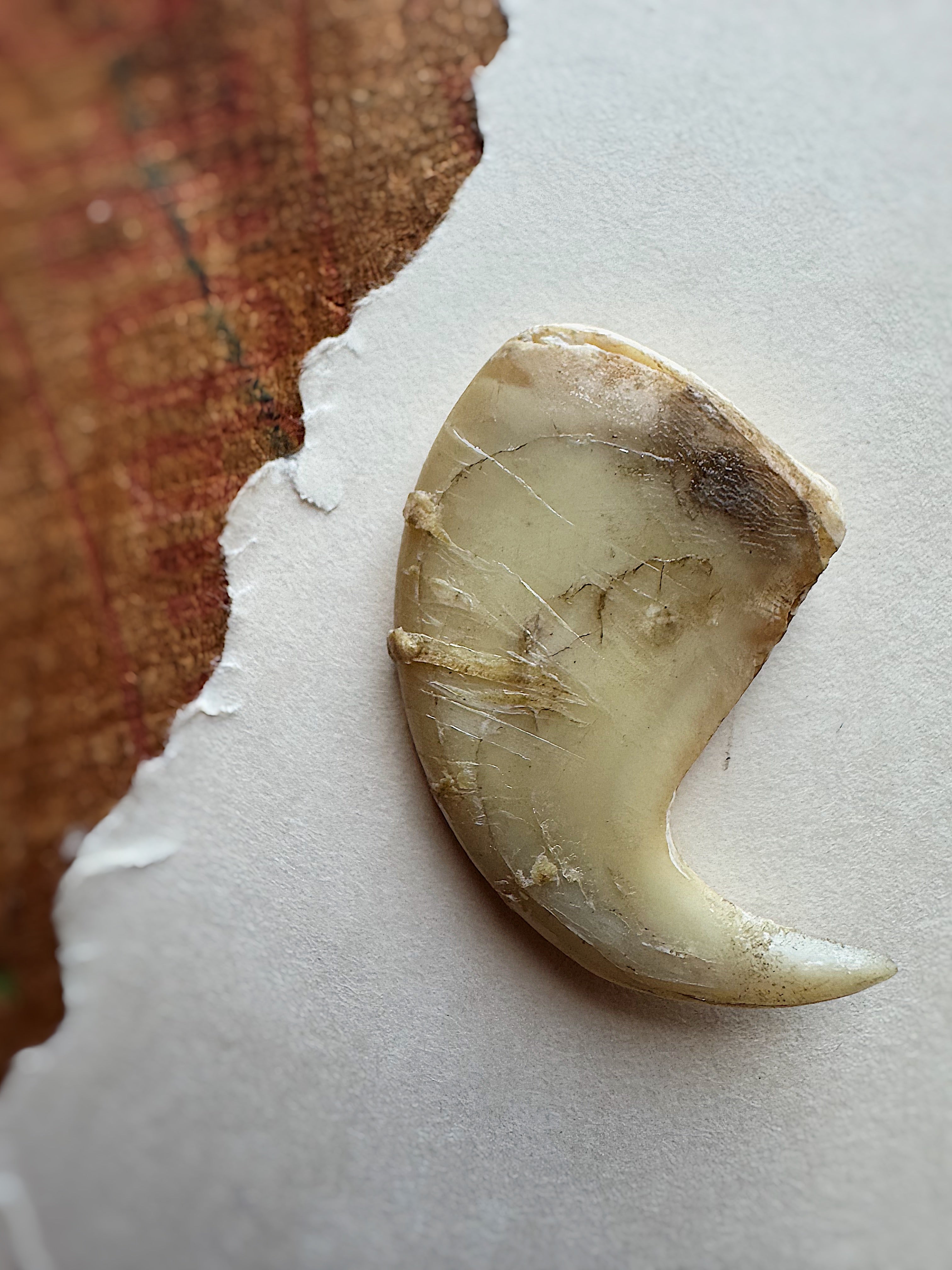 2.19” African Lion Claw, SB523