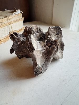 Mineralized Bison Vertebrae, RM1843