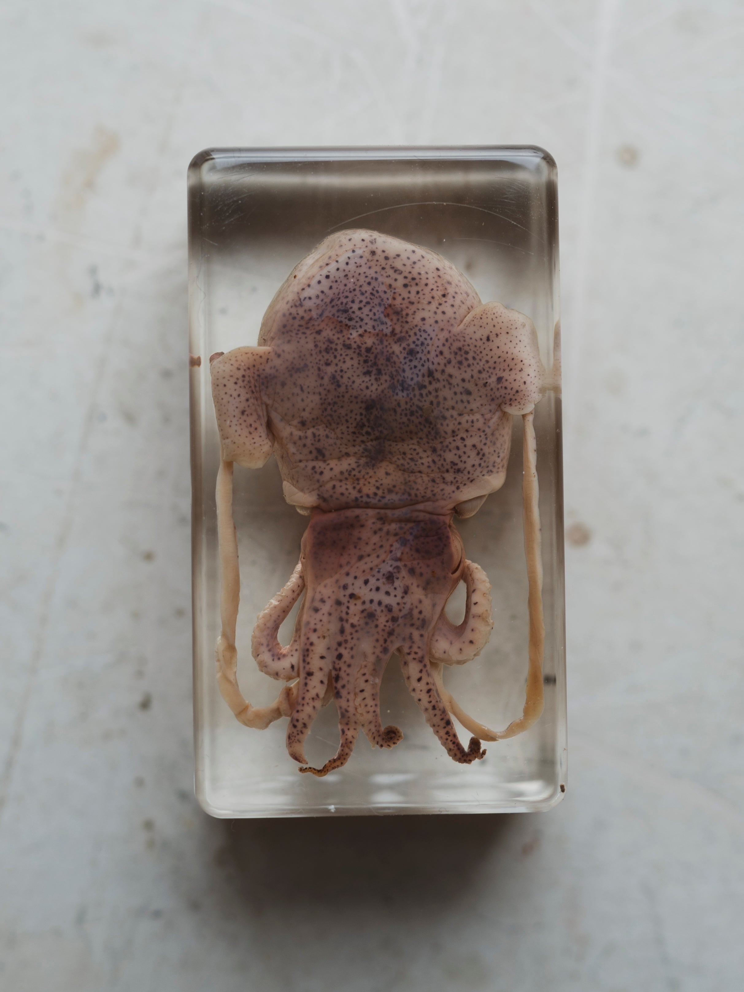 2.75" Squid in Acrylic, PS154