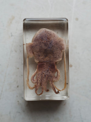 2.75" Squid in Acrylic, PS154