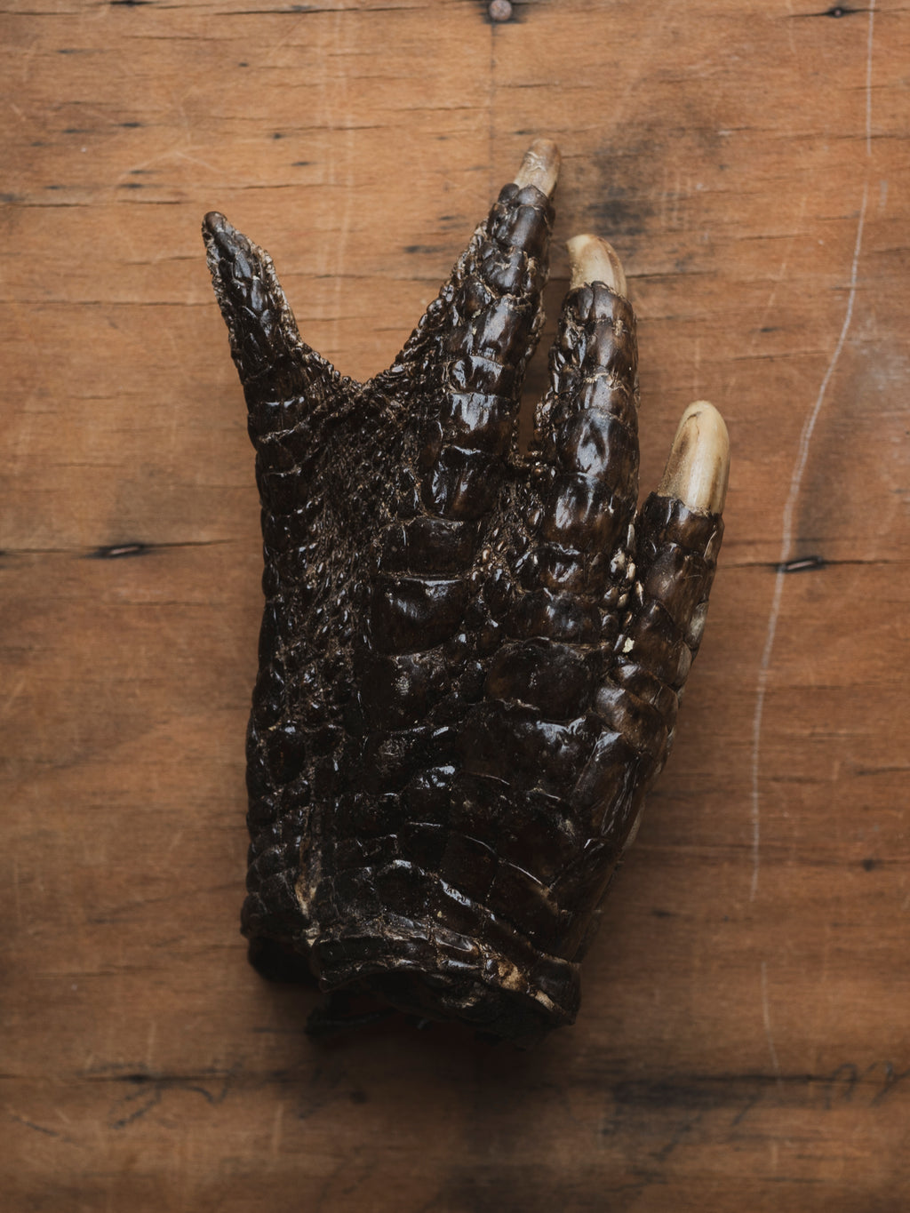 7-9" American Alligator Foot, PS191