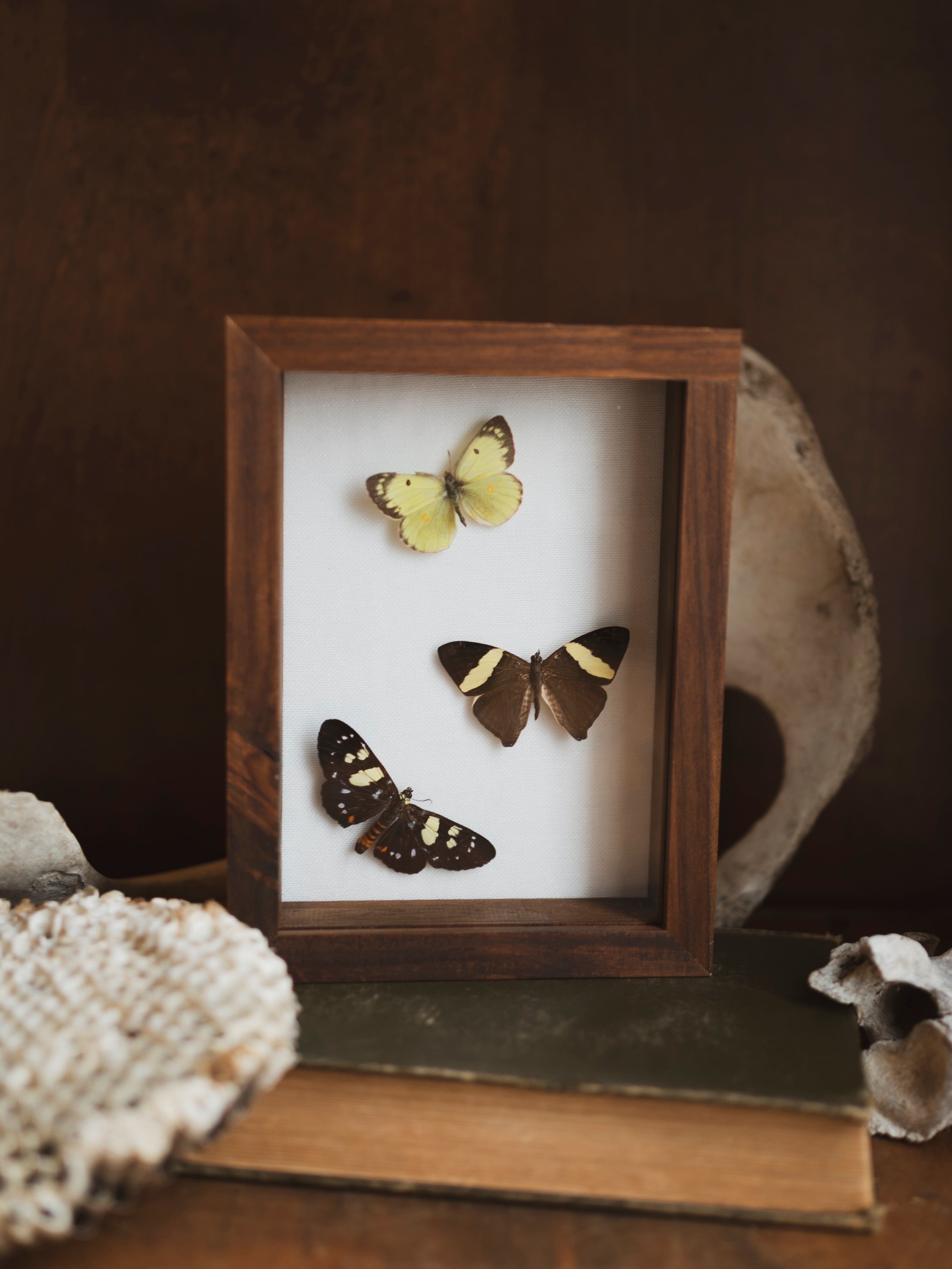 8x6” Framed Moth & Butterfly Collection, IN149