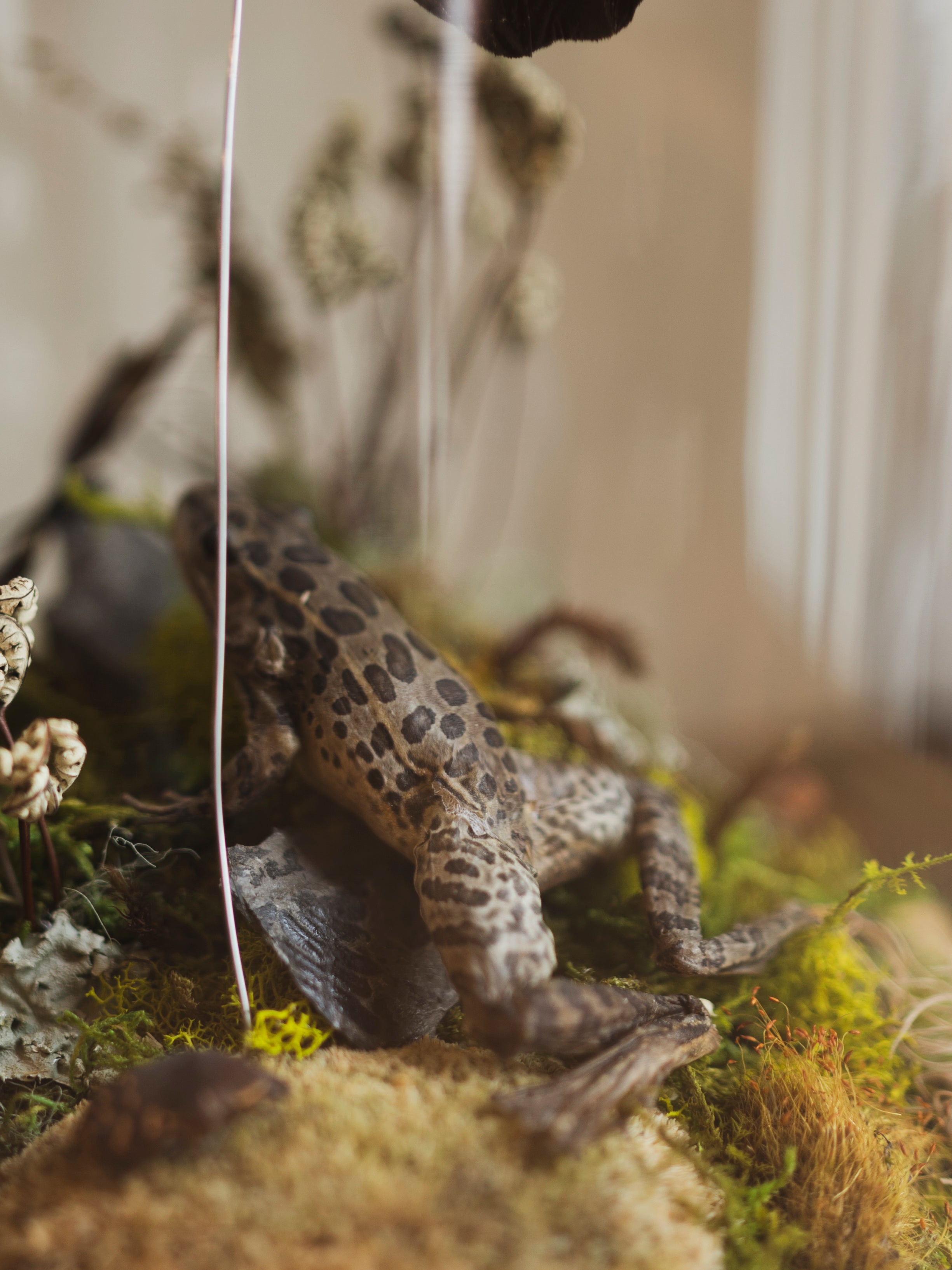 12.5" Purple Owl Butterfly and Leopard Frog in Cloche, IN535