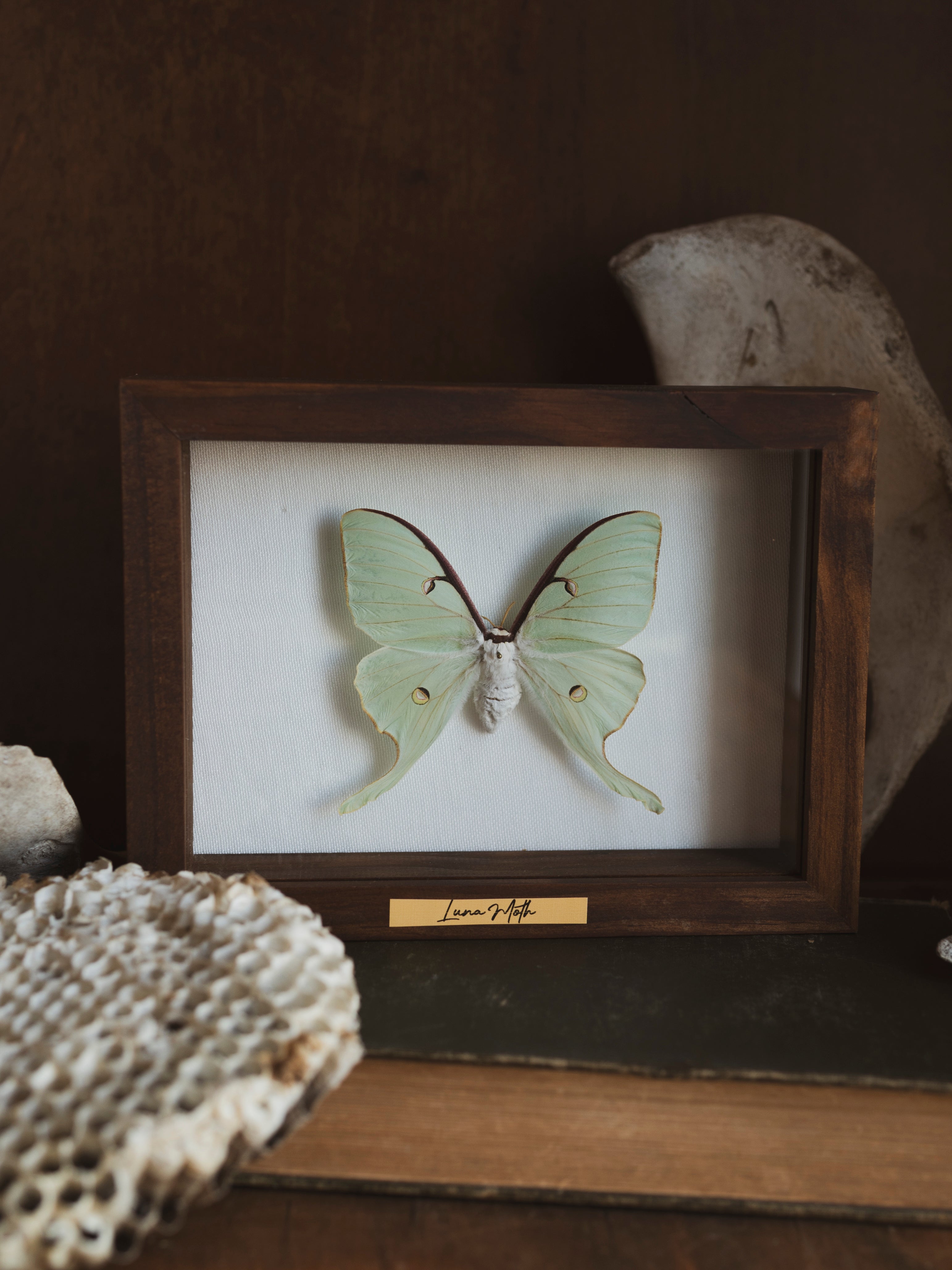 6x8" Framed Luna Moth, IN397