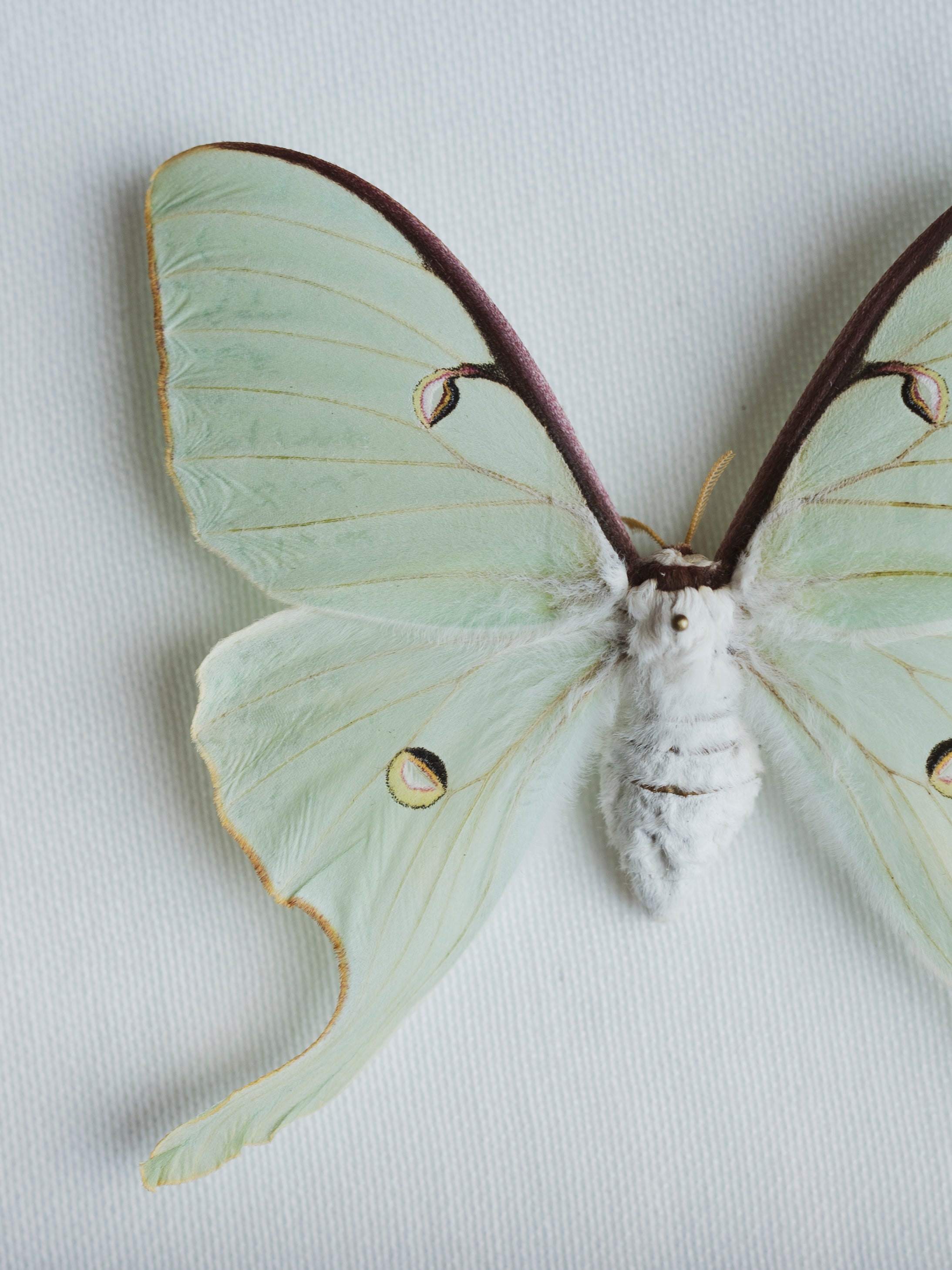 6x8" Framed Luna Moth, IN397