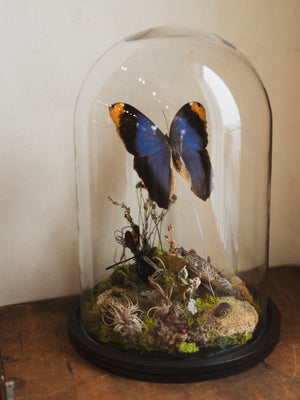 12.5" Purple Owl Butterfly and Leopard Frog in Cloche, IN535