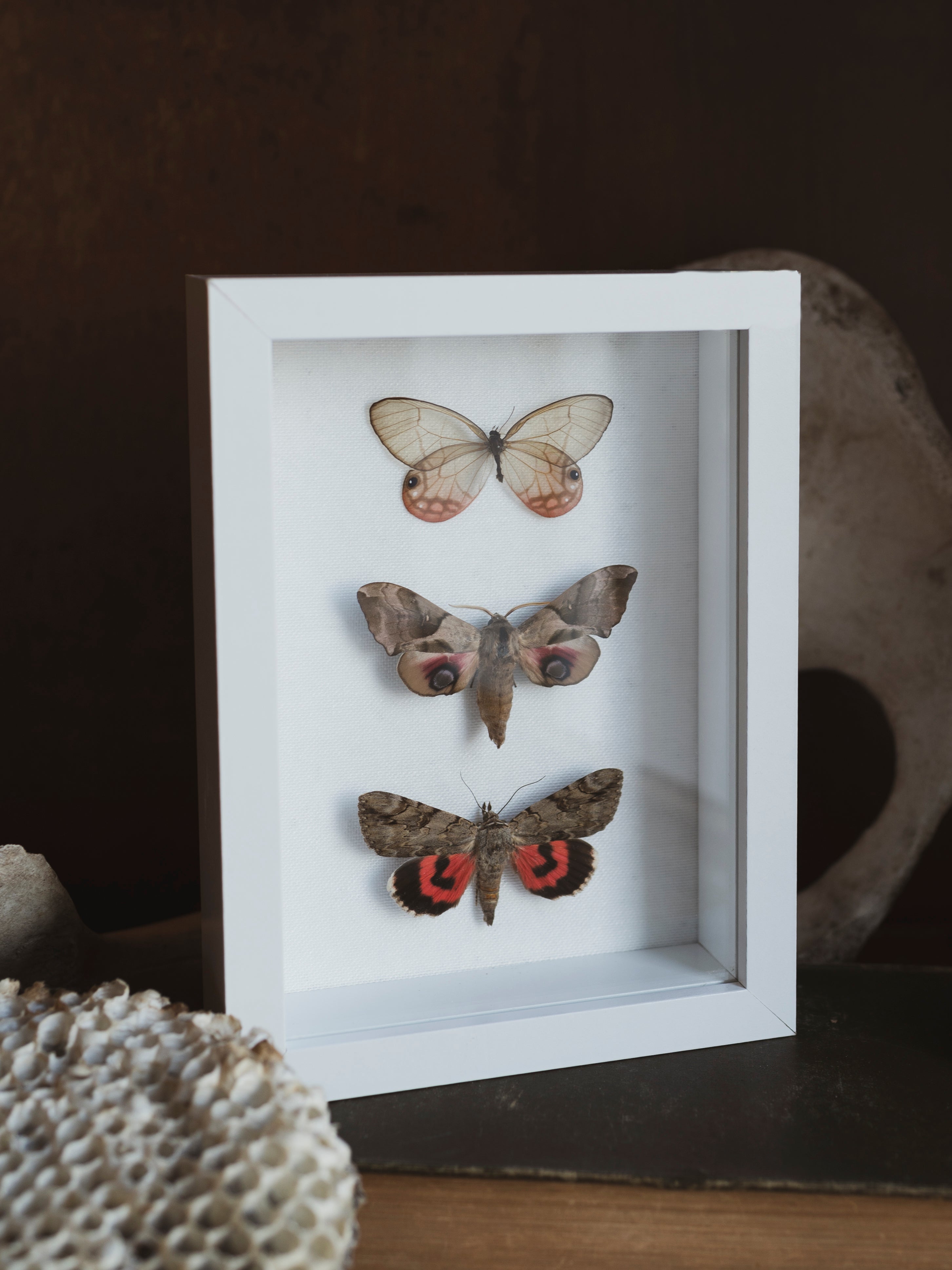 8x6" Framed Moth & Butterfly Collection, IN078