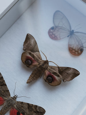 8x6" Framed Moth & Butterfly Collection, IN078