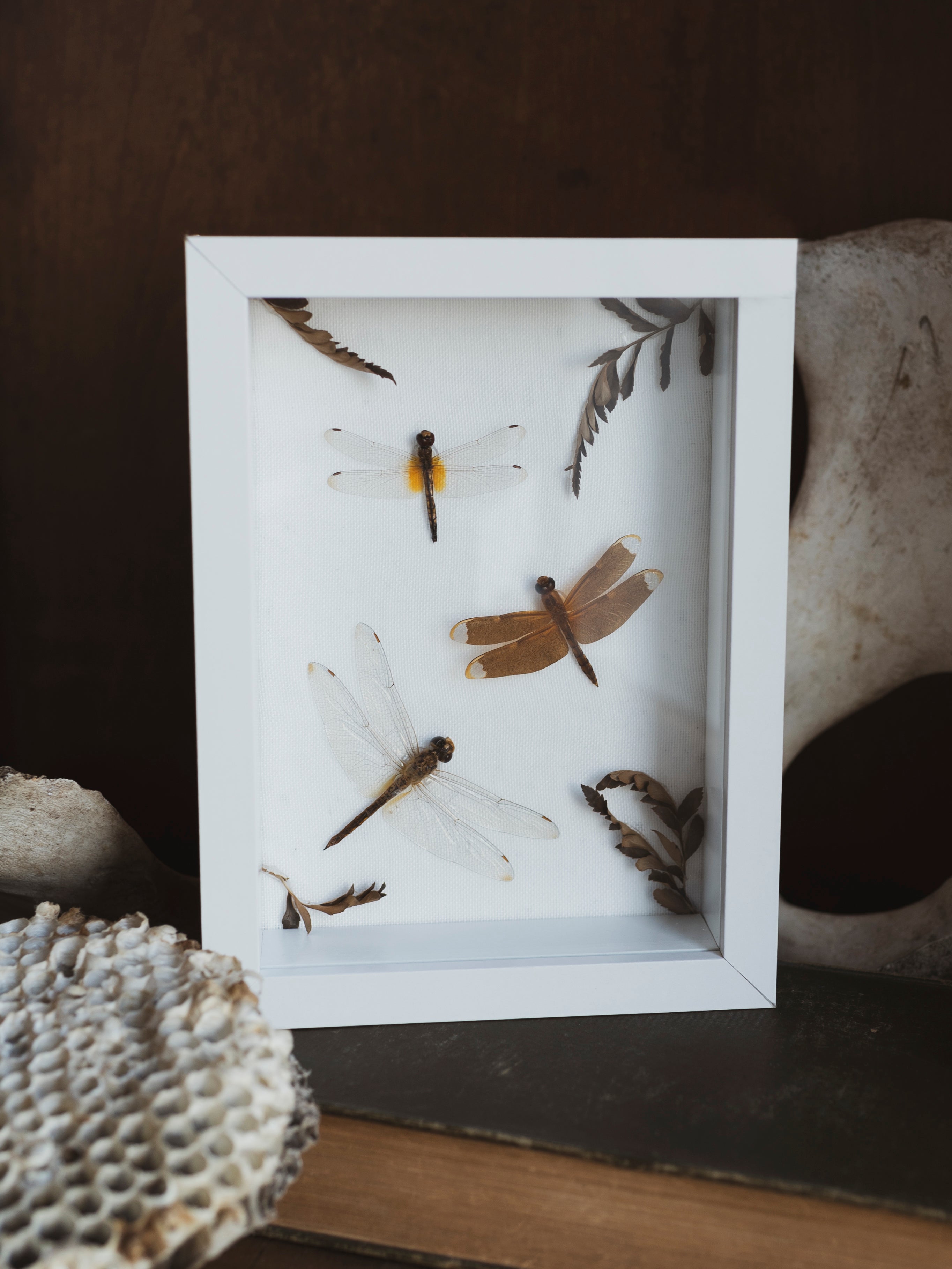 8x6" Framed Dragonfly Collection, IN450