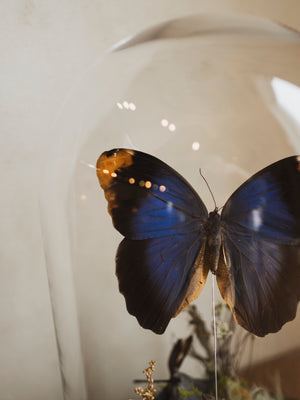 12.5" Purple Owl Butterfly and Leopard Frog in Cloche, IN535