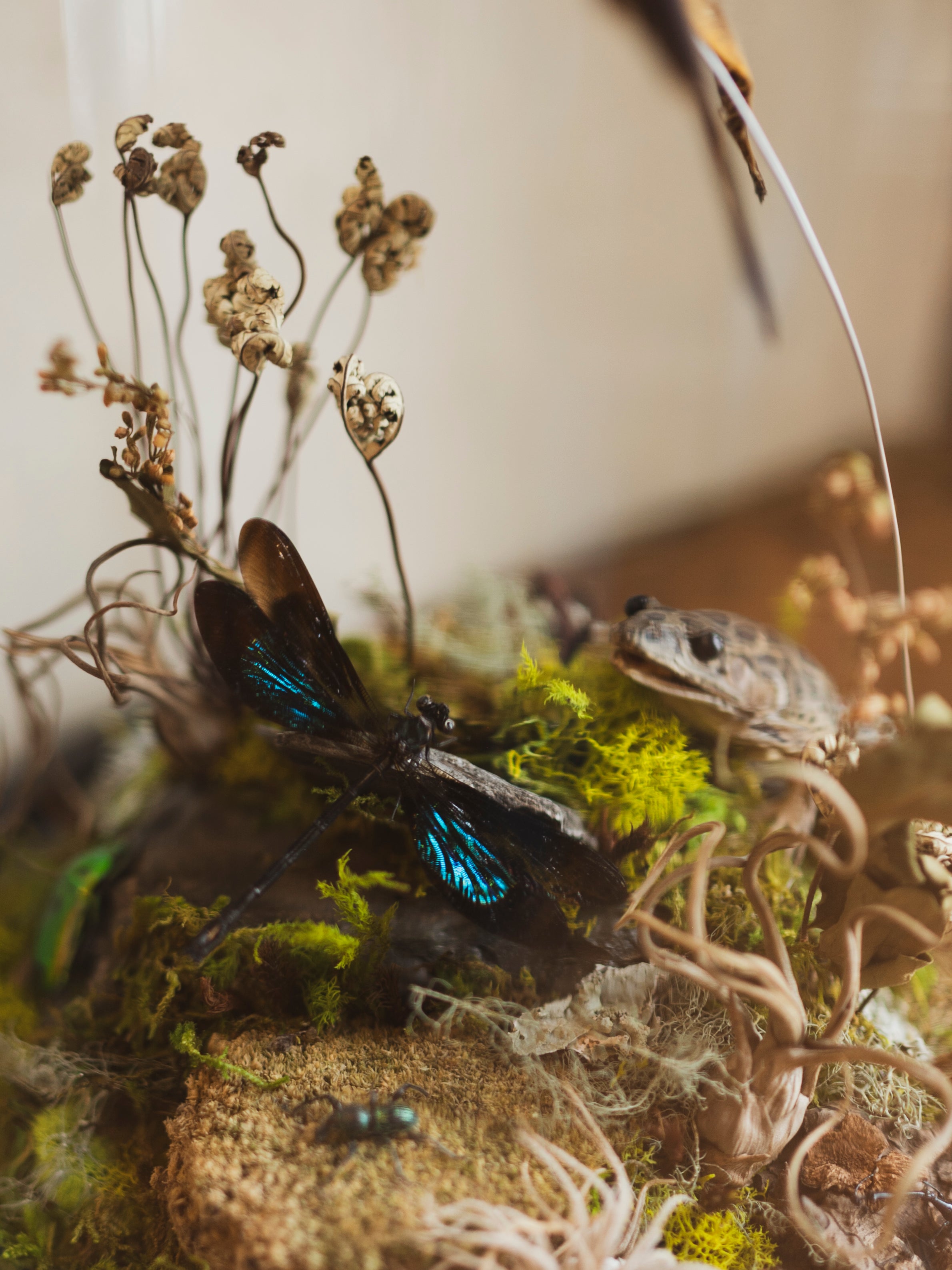 12.5" Purple Owl Butterfly and Leopard Frog in Cloche, IN535