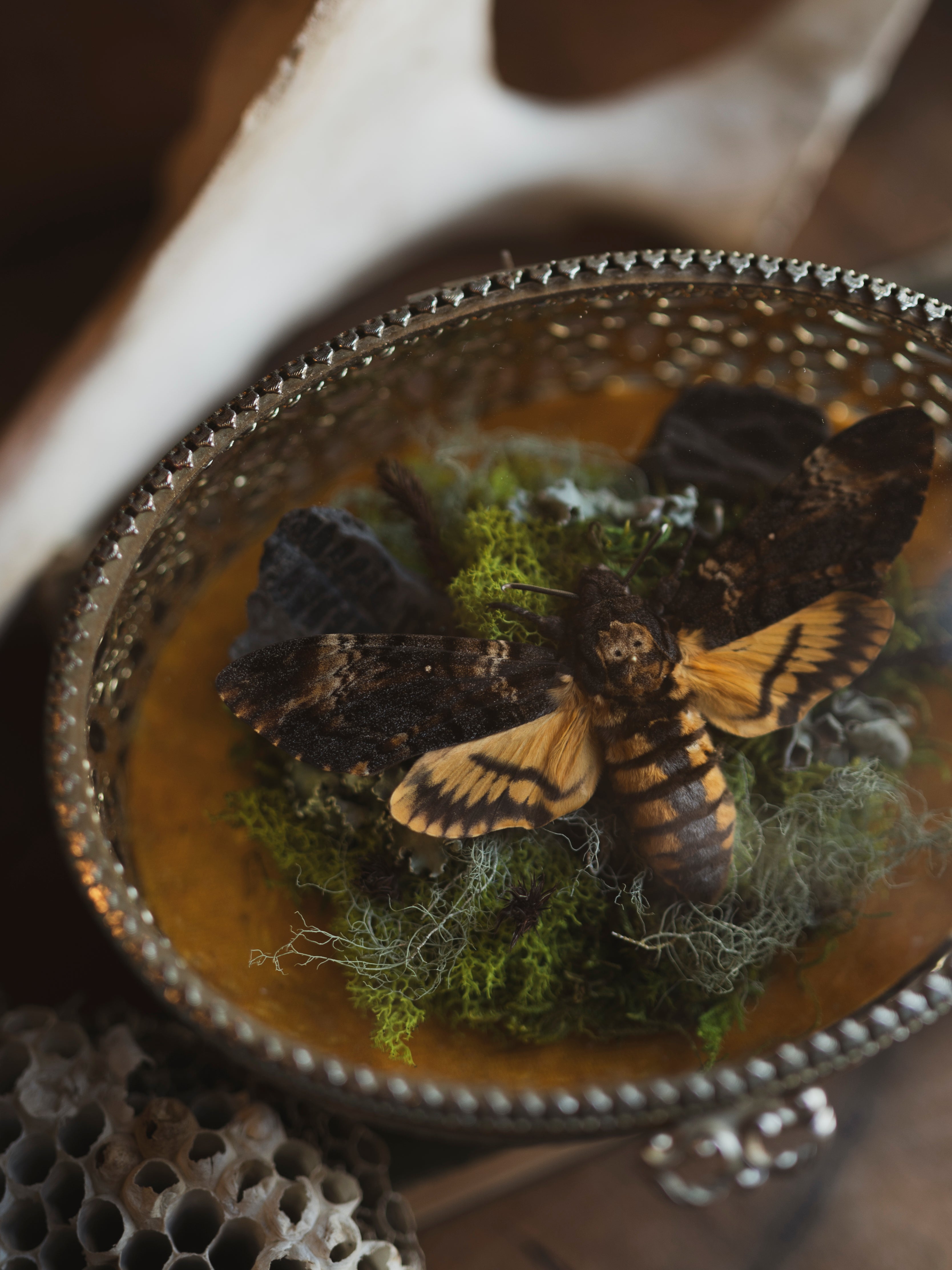 Death's Head Hawk Moth in Antique Case, IN607