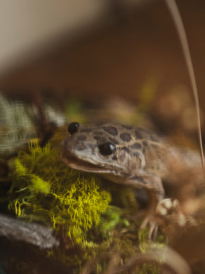 12.5" Purple Owl Butterfly and Leopard Frog in Cloche, IN535