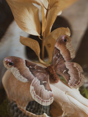 Promethea Silkmoth and Raccoon Skull in Cloche, IN610