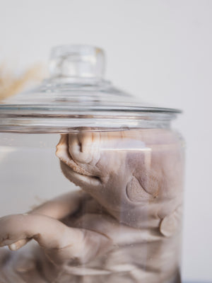 10" Fetal Pig Wet Specimen, PS384