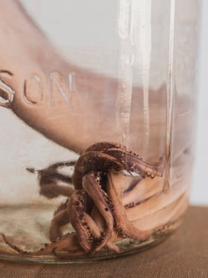 10.75" Squid Wet Specimen, PS382