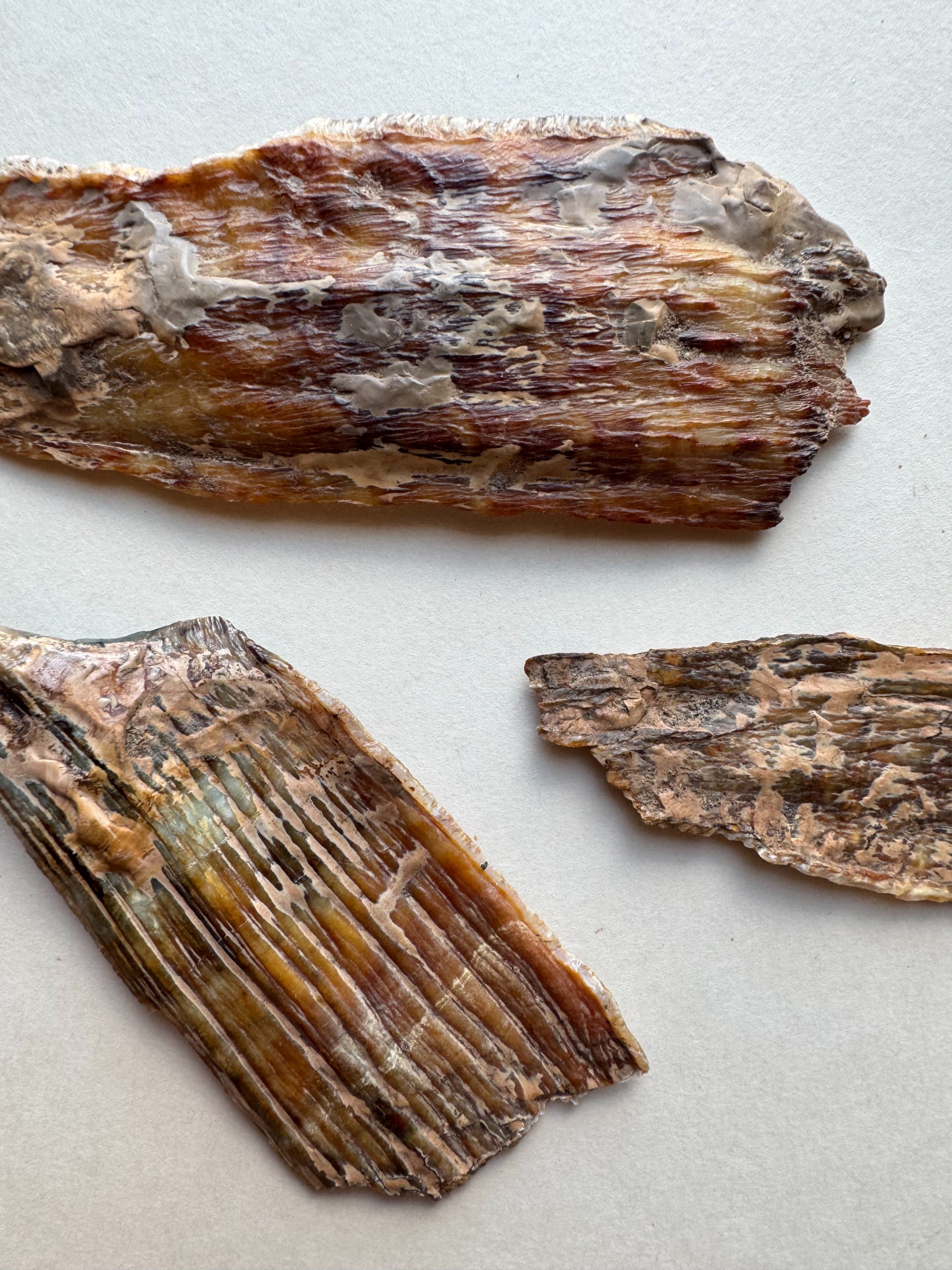 2.75-5.5" Fossilized Woolly Mammoth Tooth Fragment, RM4047