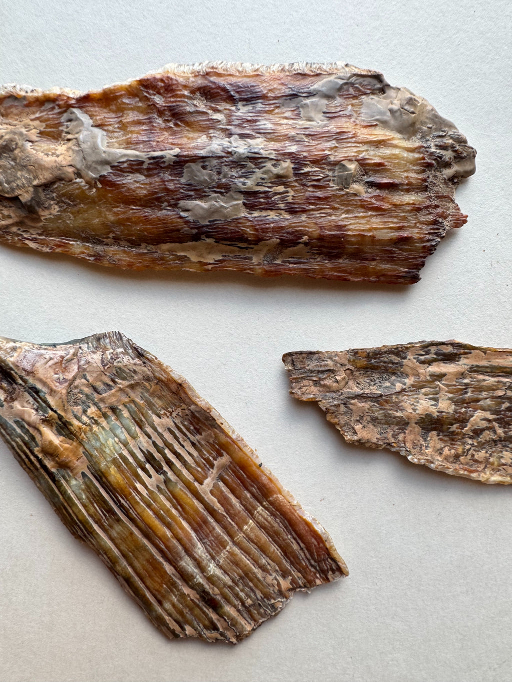 2.75-5.5" Fossilized Woolly Mammoth Tooth Fragment, RM4047