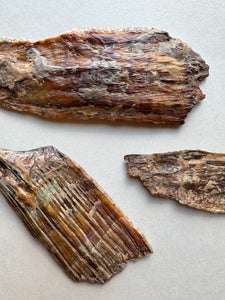 2.75-5.5" Fossilized Woolly Mammoth Tooth Fragment, RM4047