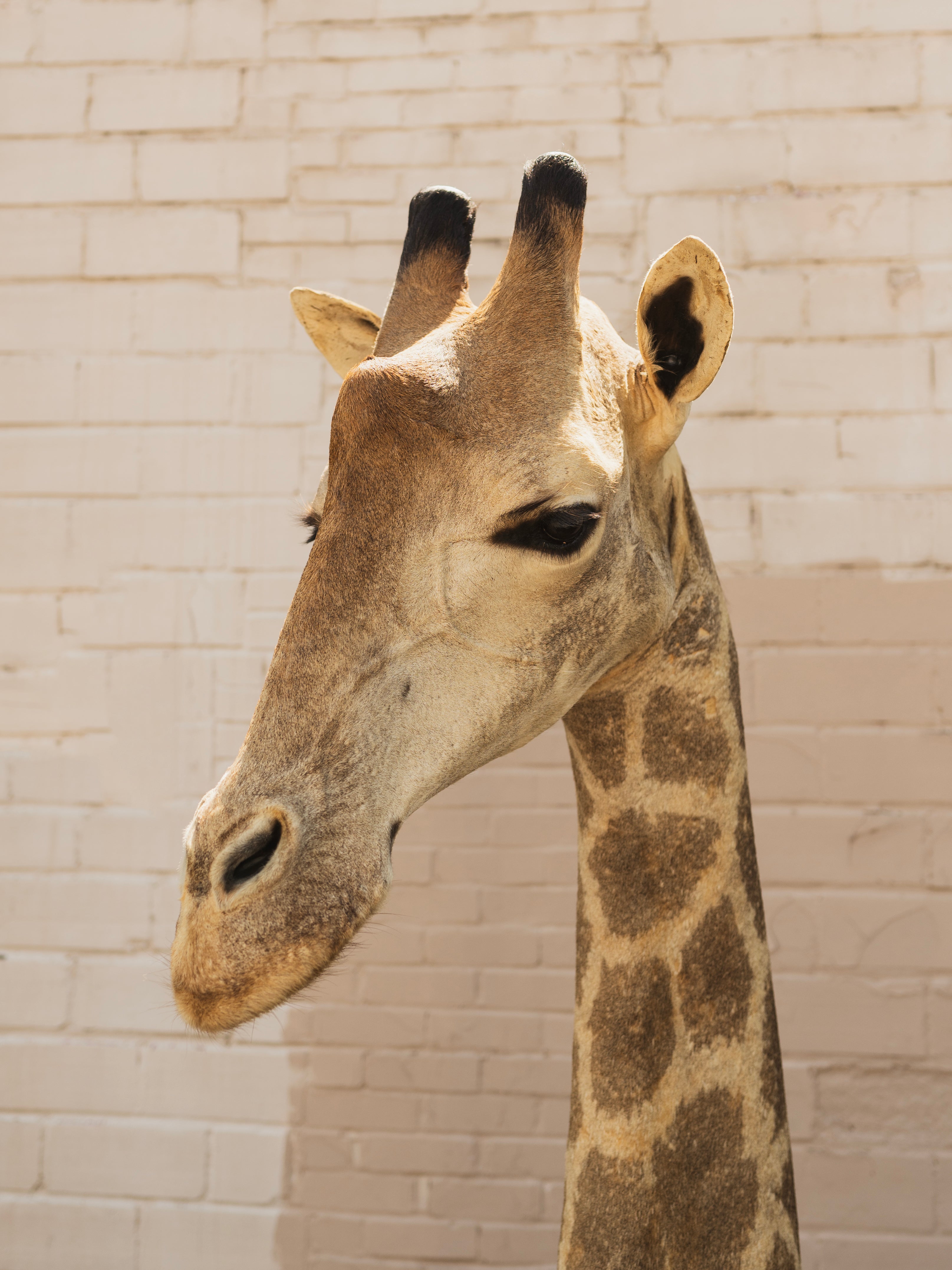 Giraffe Shoulder Mount Taxidermy (Garth), TA804