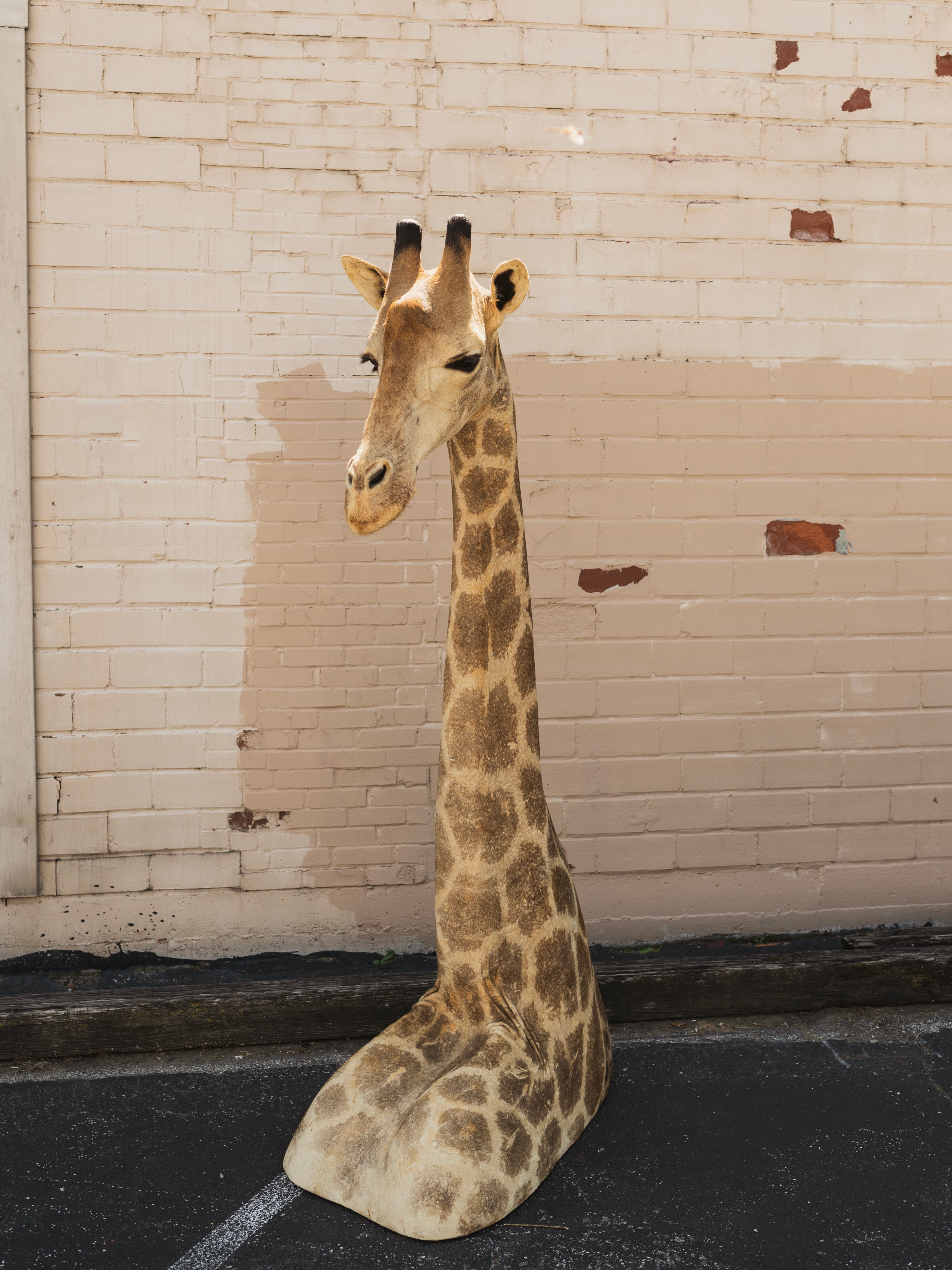 Giraffe Shoulder Mount Taxidermy (Garth), TA804