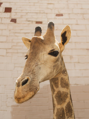 Giraffe Shoulder Mount Taxidermy (Garth), TA804