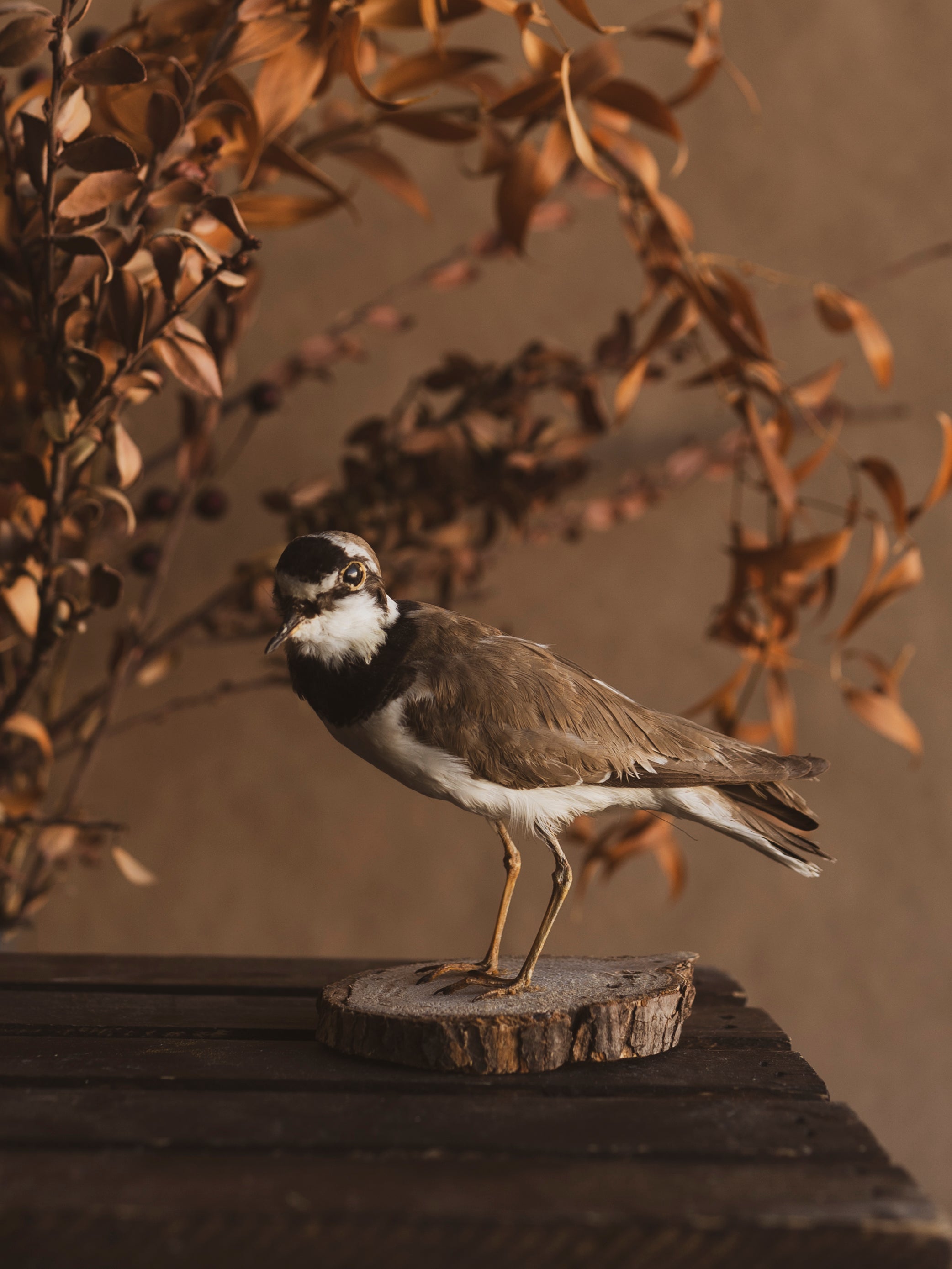 Little Ringed Plover Taxidermy, TA187