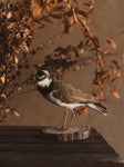 Little Ringed Plover Taxidermy, TA187