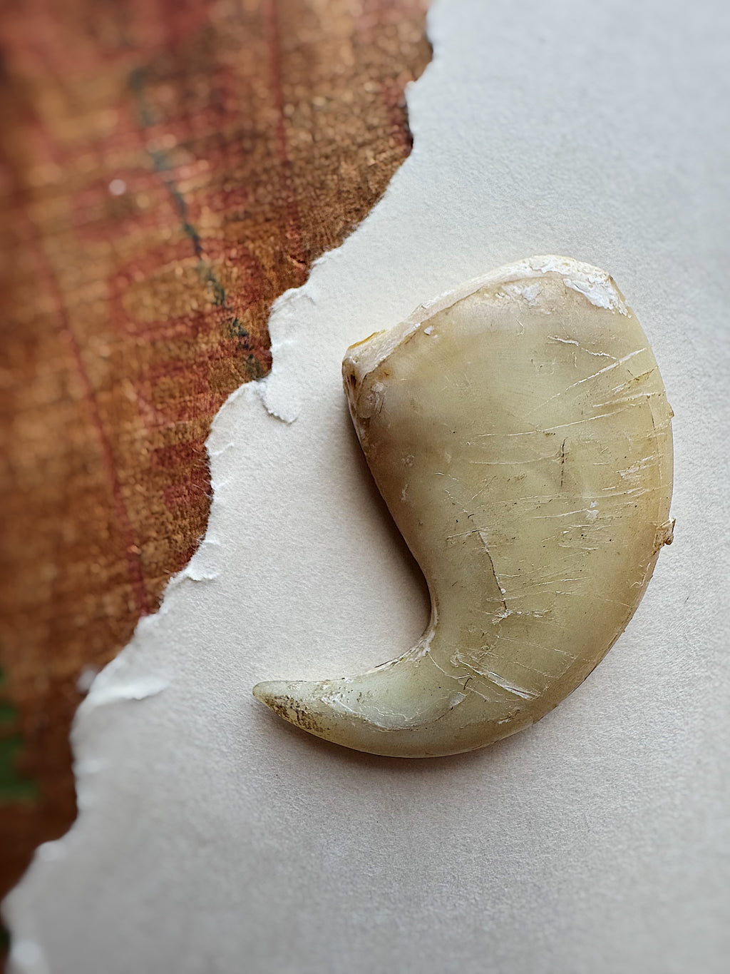 2.19” African Lion Claw, SB523