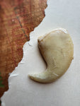 2.19” African Lion Claw, SB523