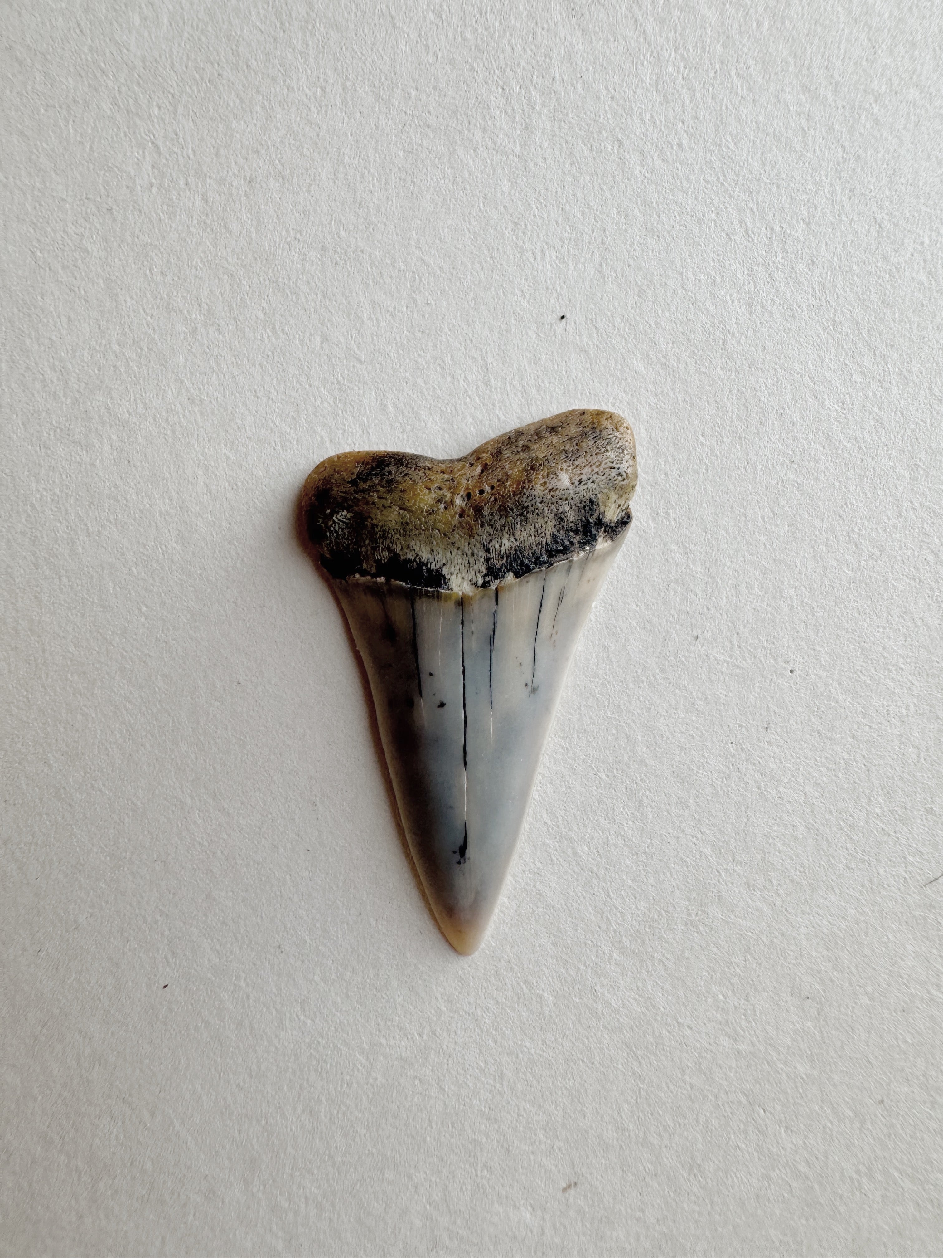 1-1.25" Fossilized Bakersfield Mako Shark Tooth, RM159