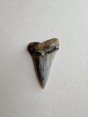 1-1.25" Fossilized Bakersfield Mako Shark Tooth, RM159